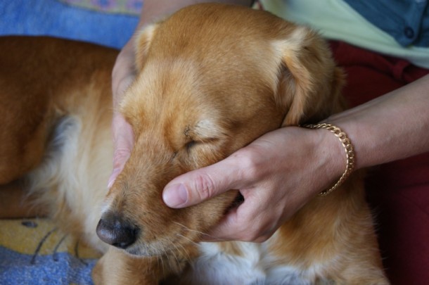 Massage gueule golden retriever