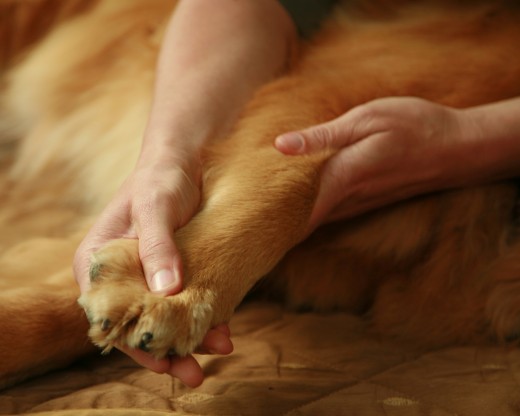 Massage entre les doigts golden retriever