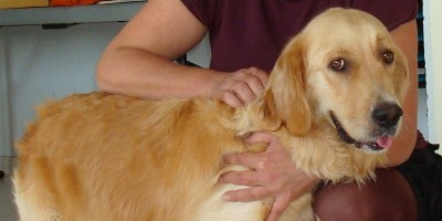 Massage canin golden retriever